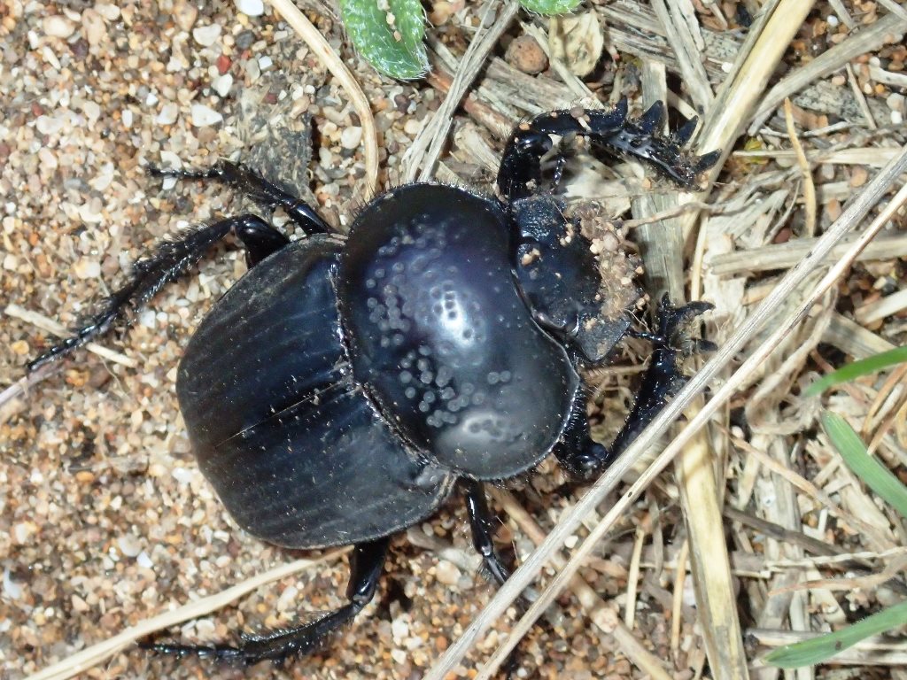 Scarabaeus (Ateuchetus) semipunctatus